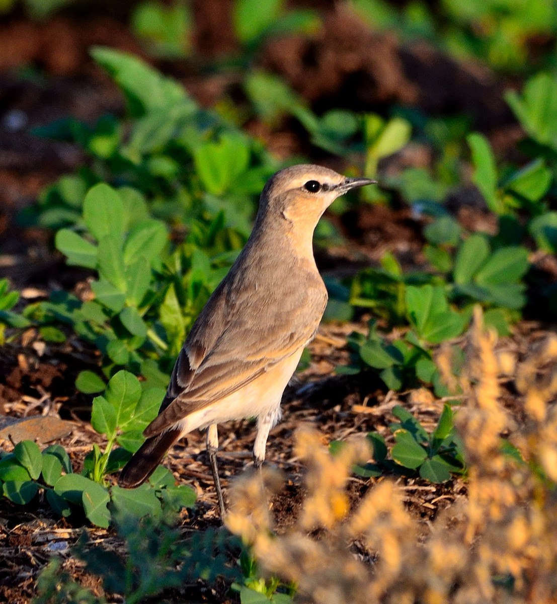 Isabelline Wheatear - ML525806791