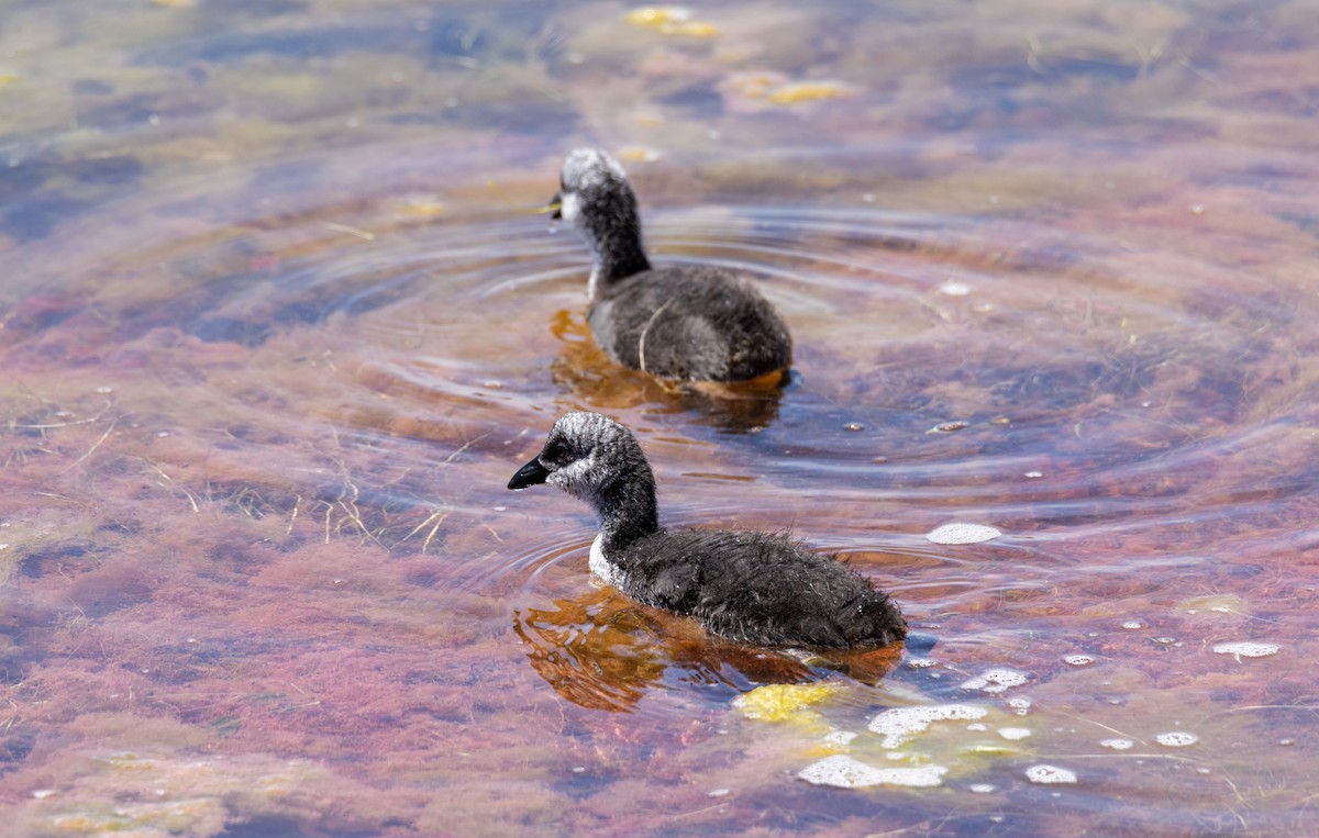 Red-gartered Coot - ML525807211