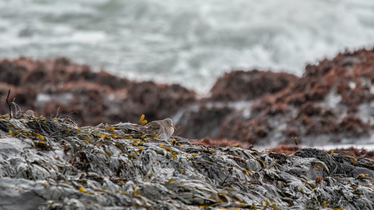 Purple Sandpiper - ML525807571