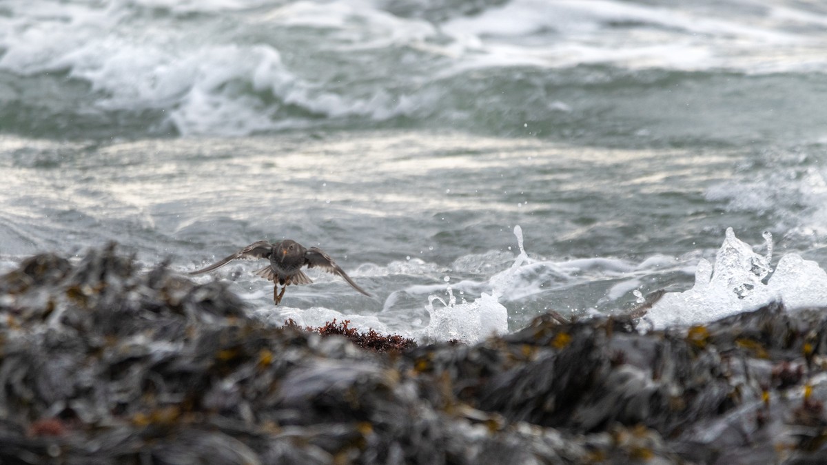 Purple Sandpiper - ML525807591