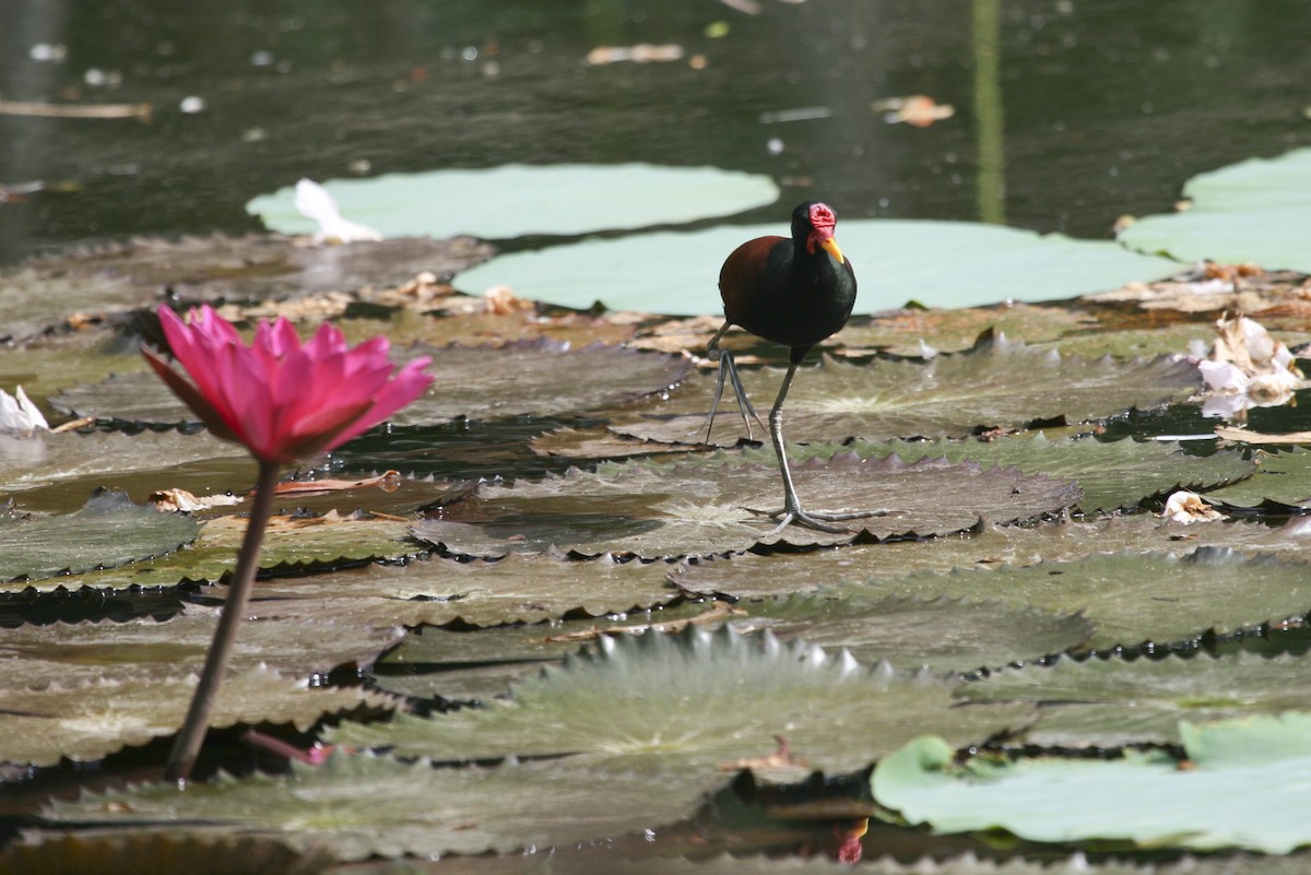 Wattled Jacana - ML525808561