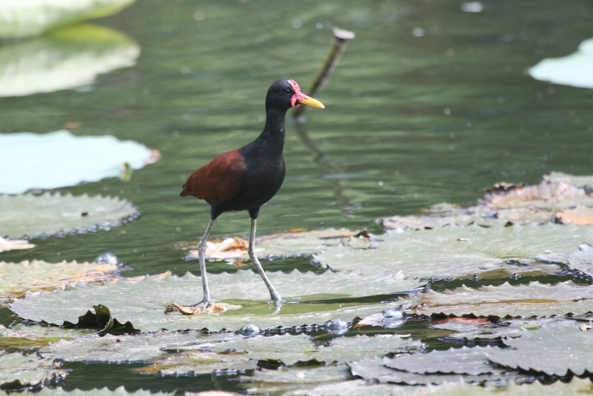 Wattled Jacana - ML525808611