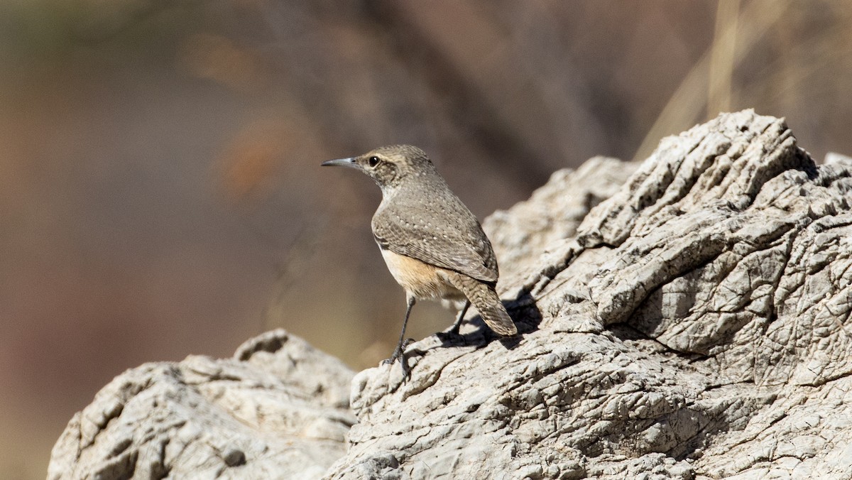 Rock Wren - ML525809481