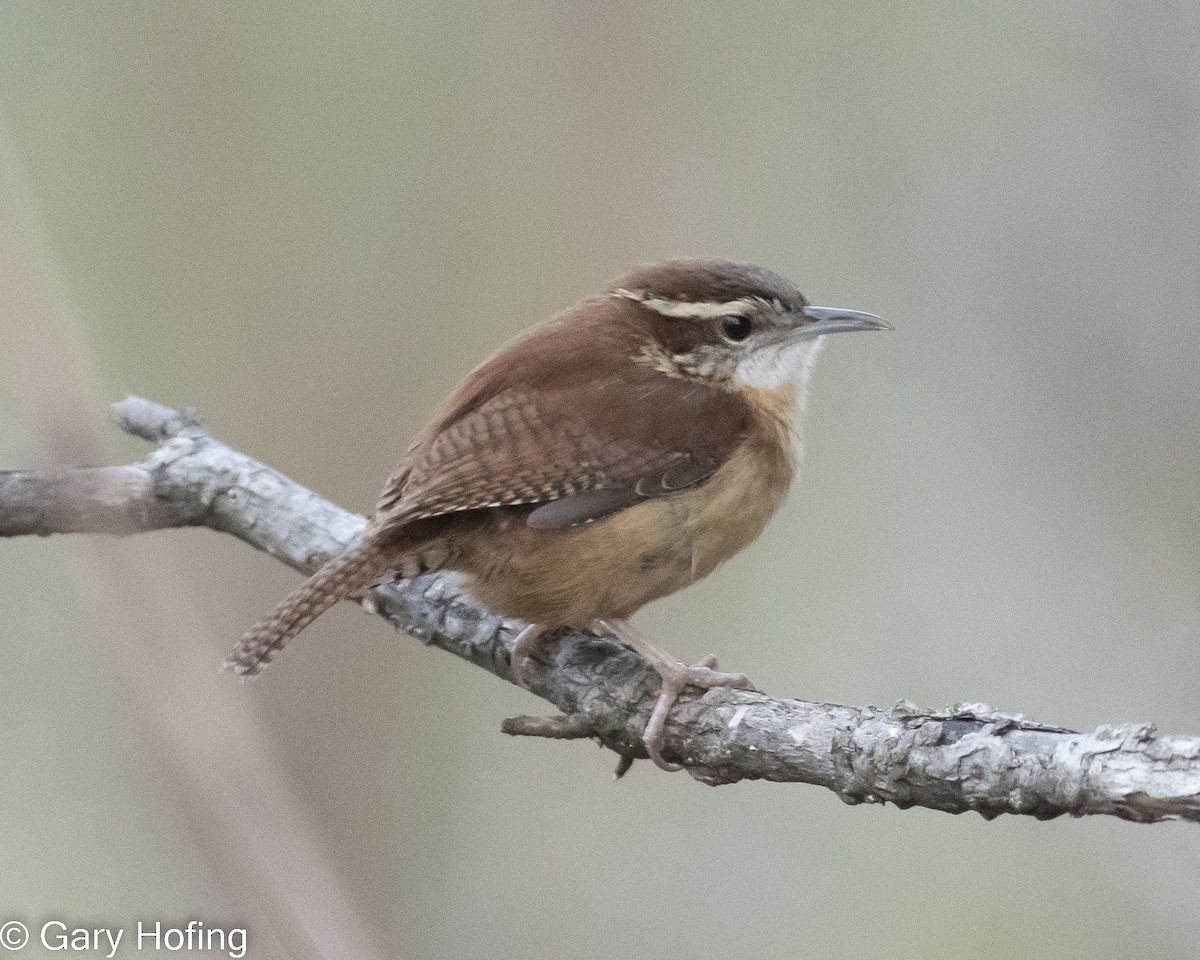 Carolina Wren - ML525809871