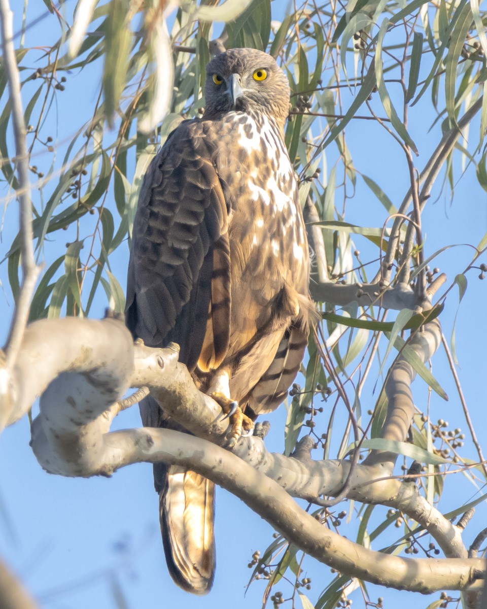 Aigle huppé - ML525810321