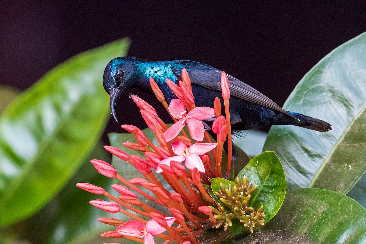 Purple Sunbird - Yash Kothiala