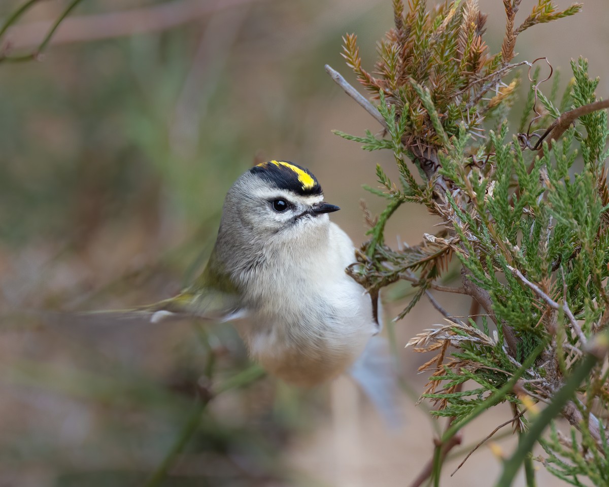 Golden-crowned Kinglet - ML525811001