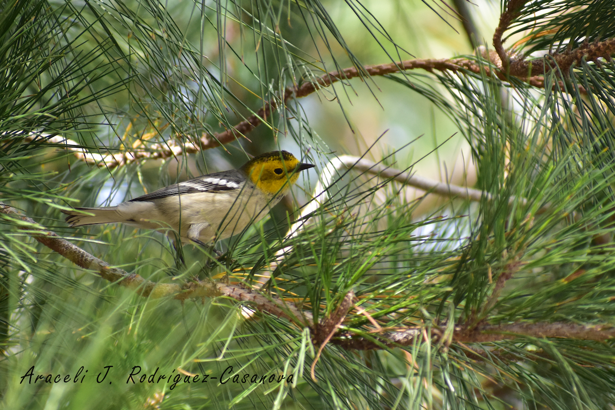 Paruline à tête jaune - ML525811321