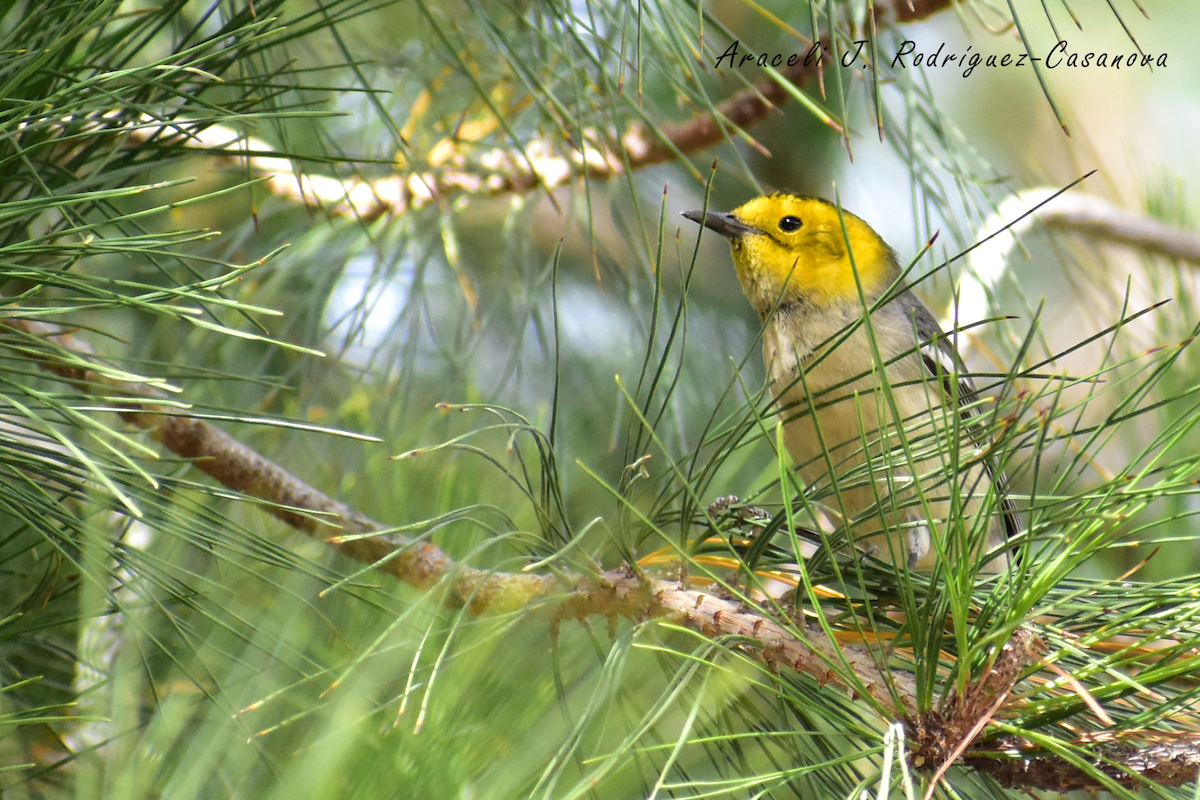 Paruline à tête jaune - ML525811331