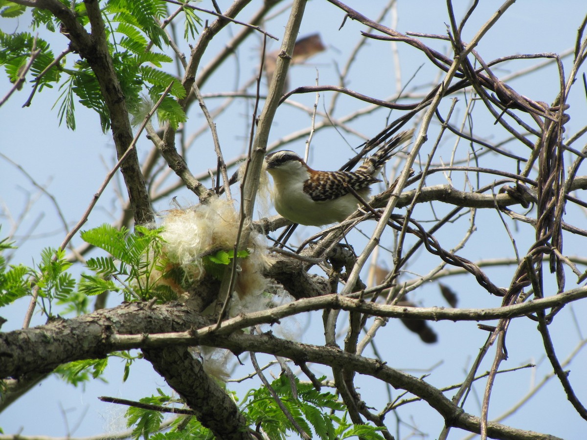 Rufous-naped Wren - ML525811791