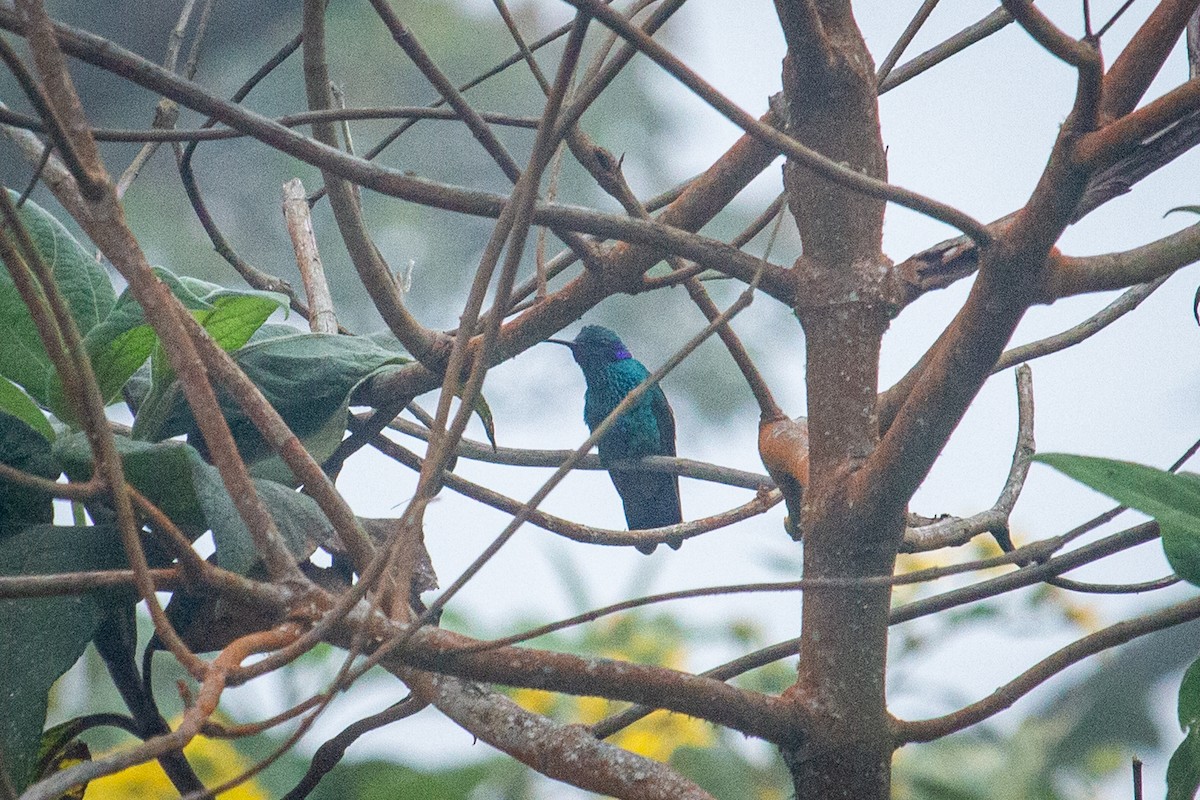kolibřík modrouchý - ML525812361