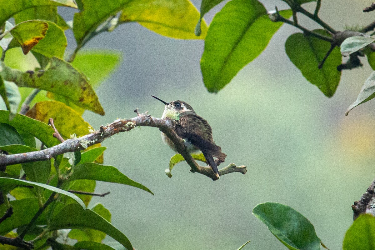 Speckled Hummingbird - Francisco Russo