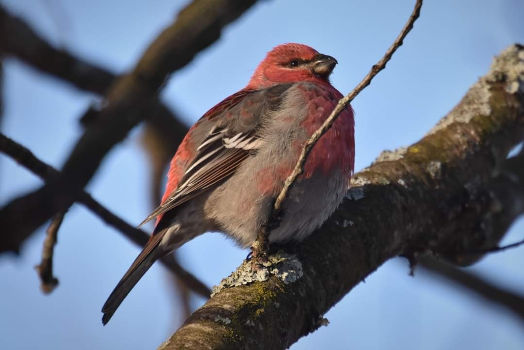 Pine Grosbeak - ML525814161