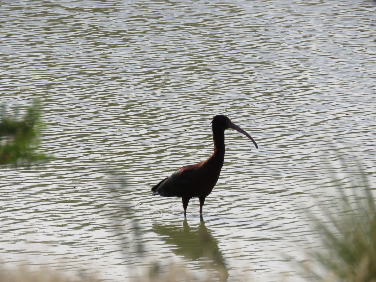 ibis americký - ML525815441