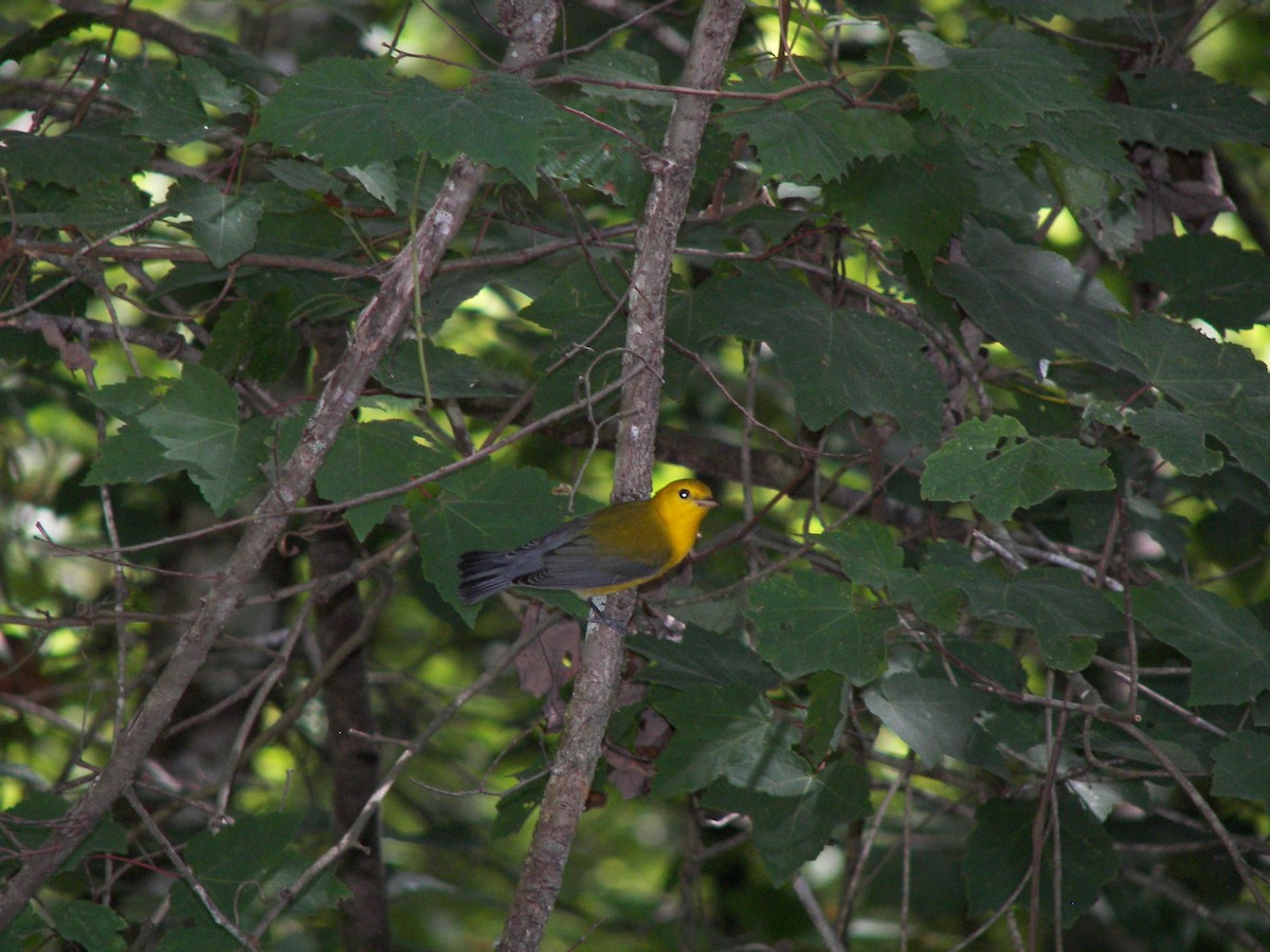 Prothonotary Warbler - ML525817771