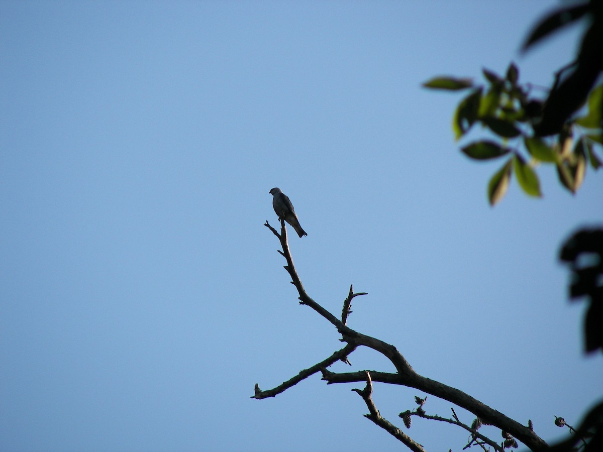 Mississippi Kite - ML525818101