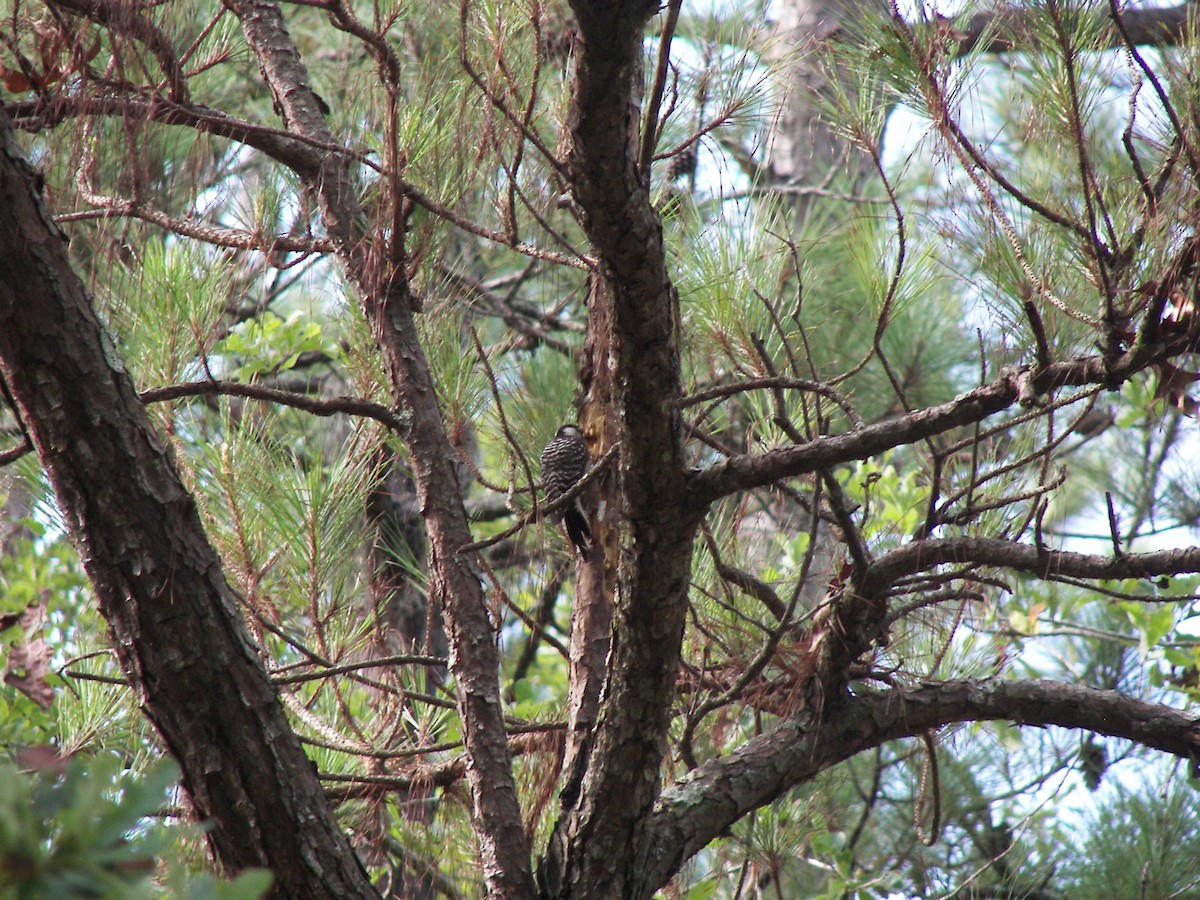 Red-cockaded Woodpecker - ML525818261