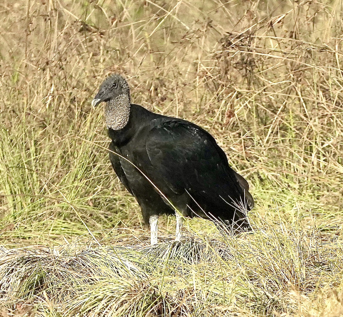 Black Vulture - ML525818991