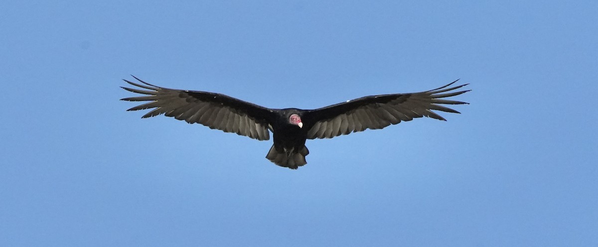 Turkey Vulture - ML525819351