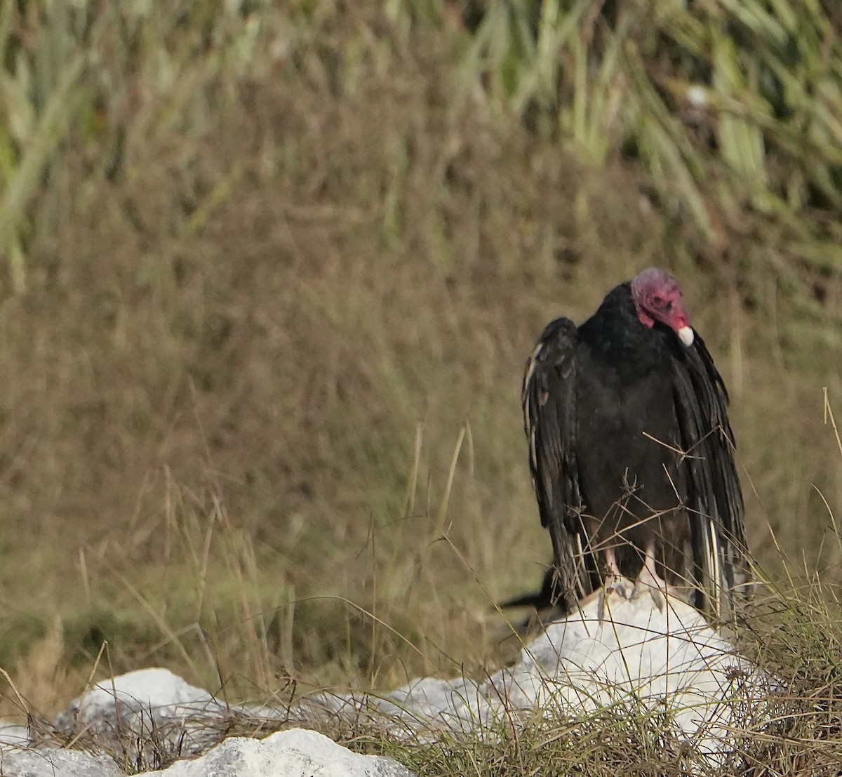 Turkey Vulture - ML525819361
