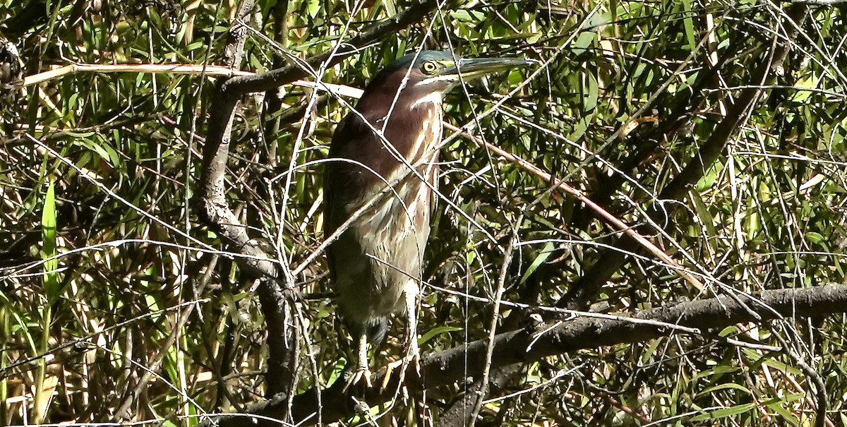 Green Heron - ML525820111