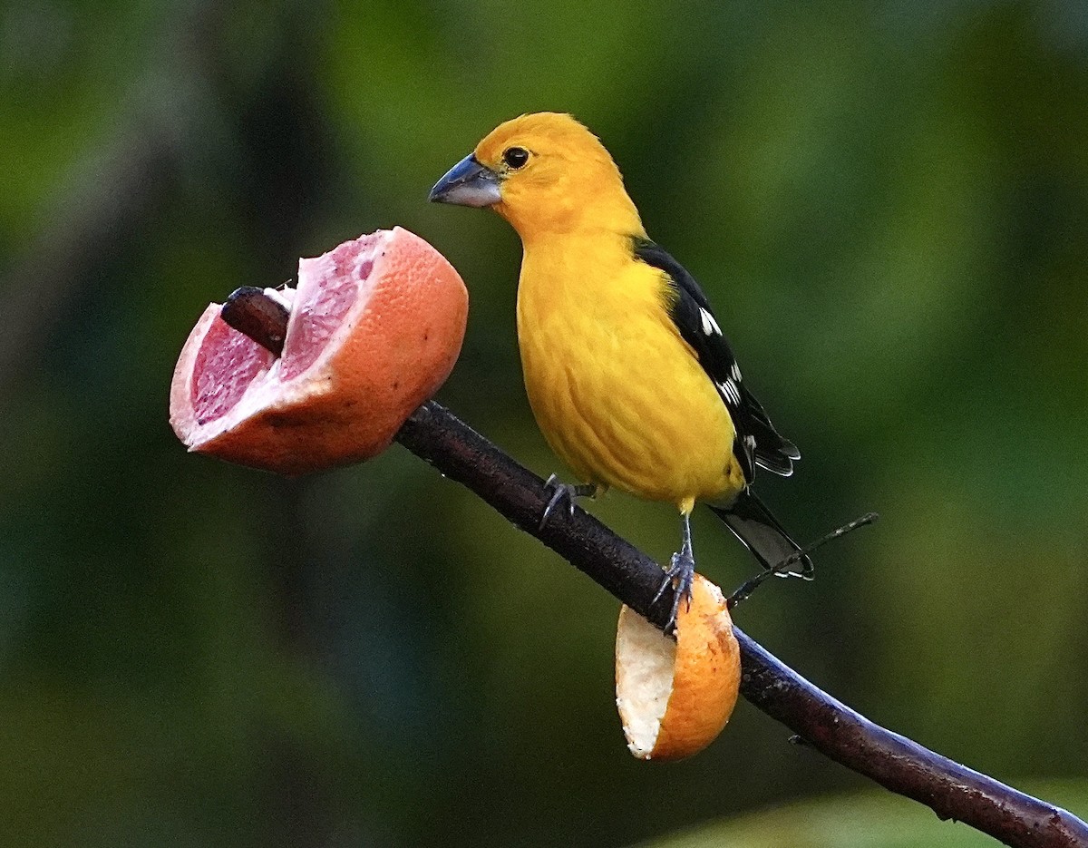 Yellow Grosbeak (Northern) - ML525821221