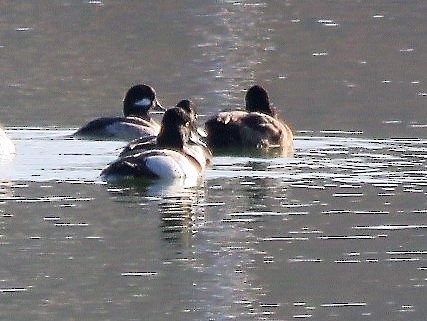 Bufflehead - ML525822421