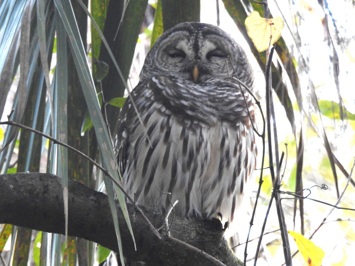 Barred Owl - ML525824331