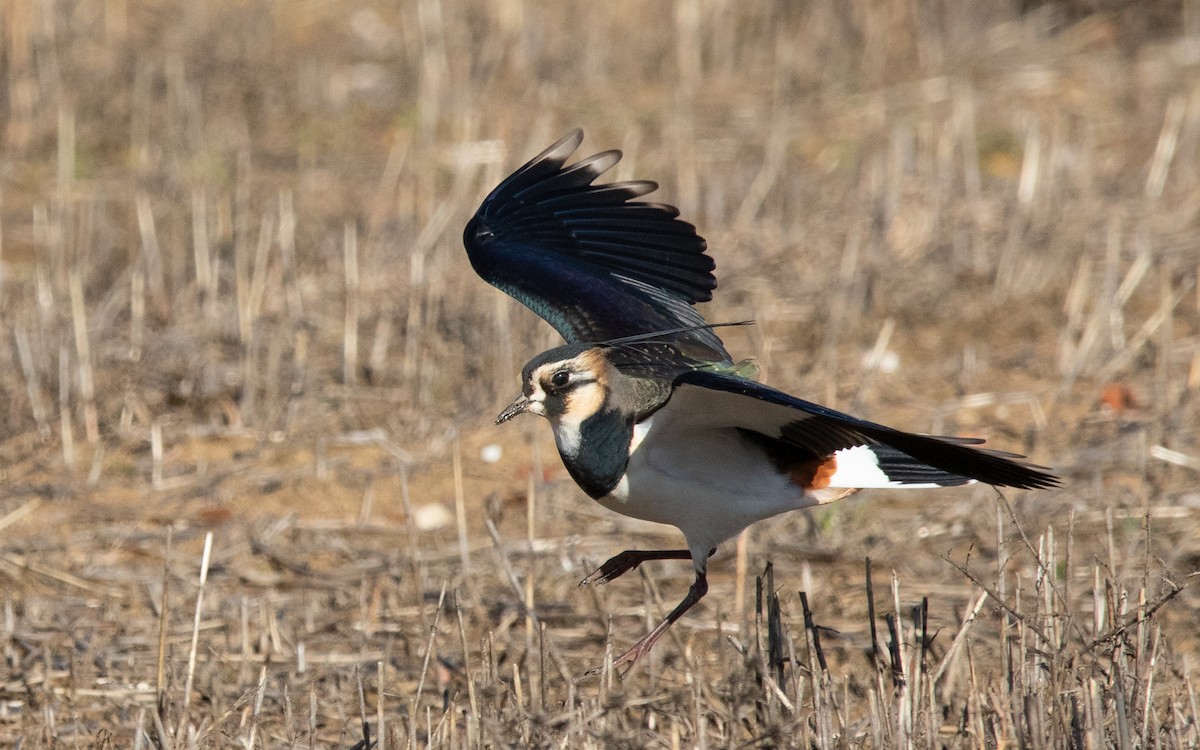 Northern Lapwing - Miguel Rodríguez Esteban