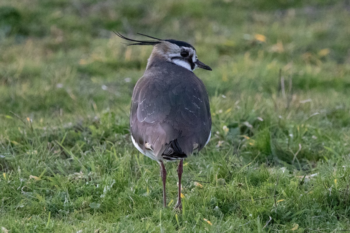 Northern Lapwing - ML525825191