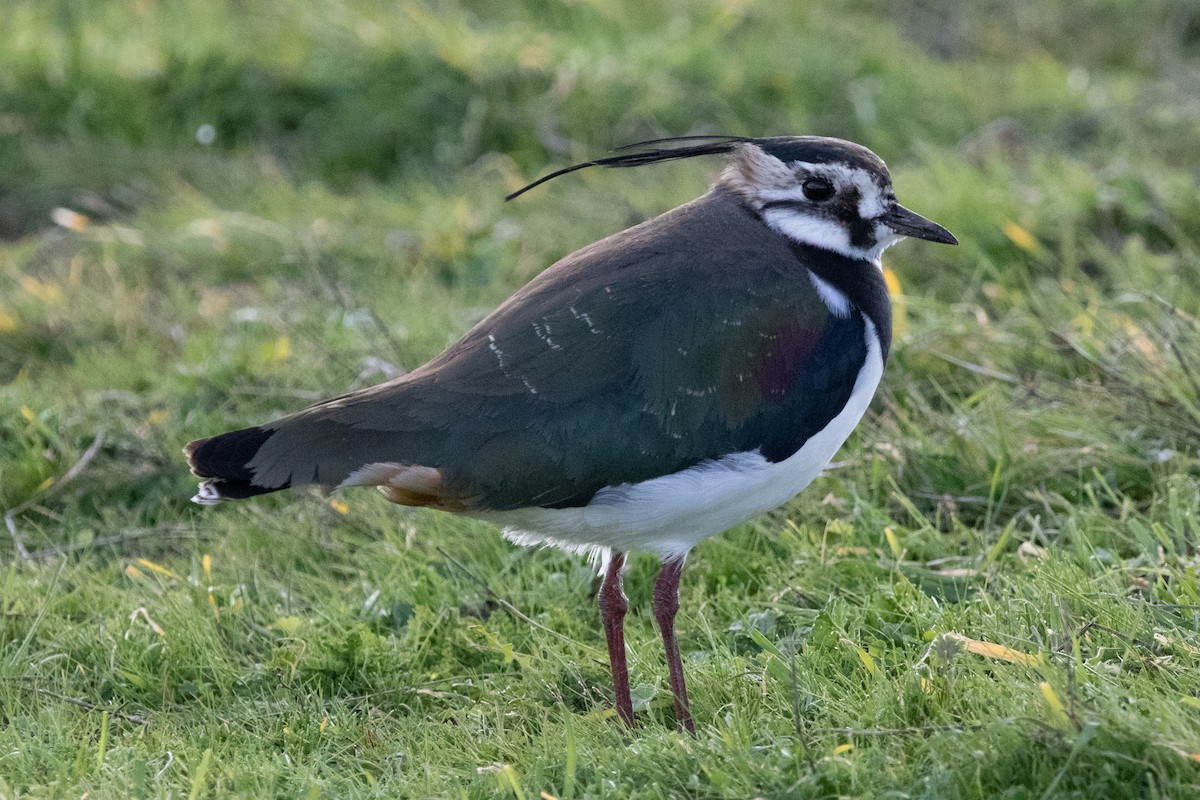 Northern Lapwing - ML525825221