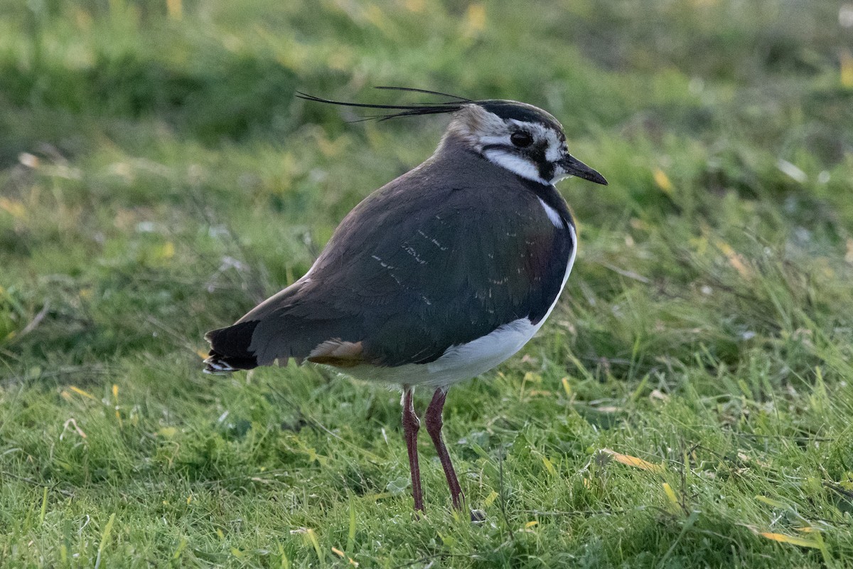 Northern Lapwing - ML525825231