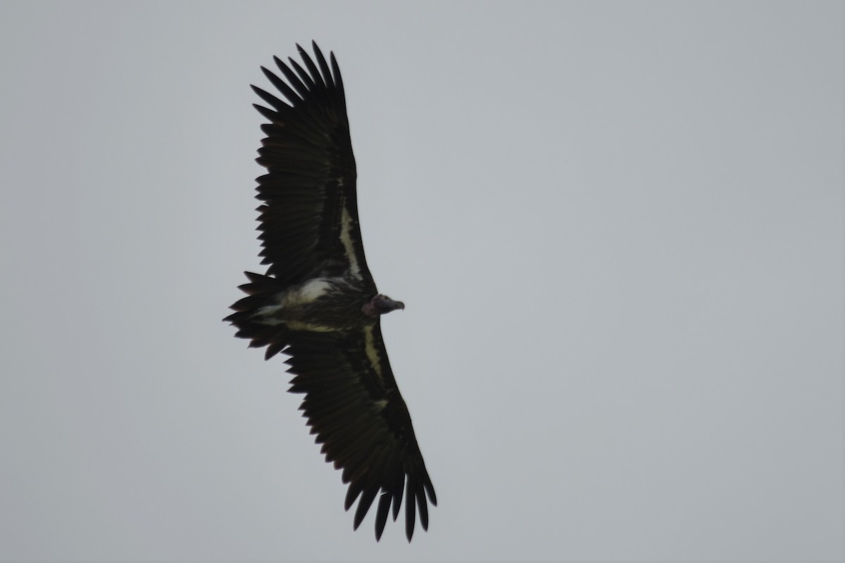 Lappet-faced Vulture - ML525825511