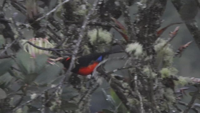 Tangara Ventriescarlata - ML525825701