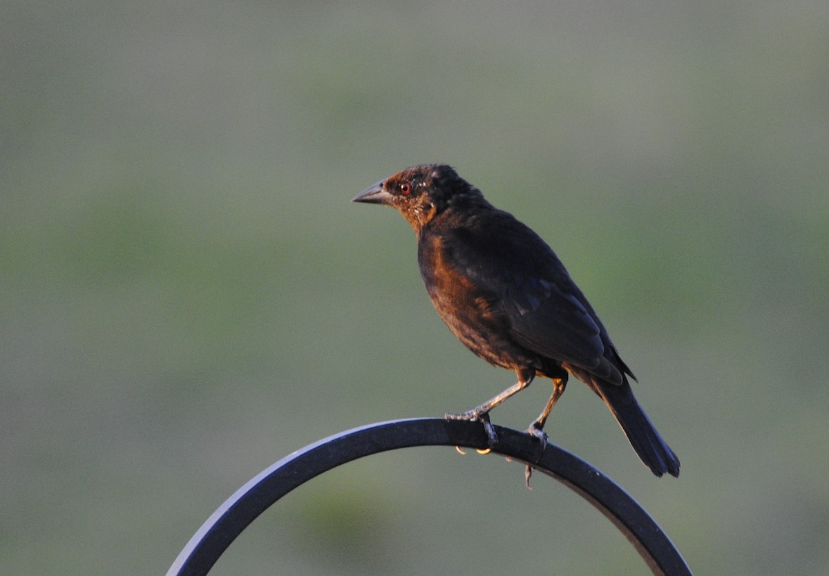 Bronzed Cowbird - ML52582571