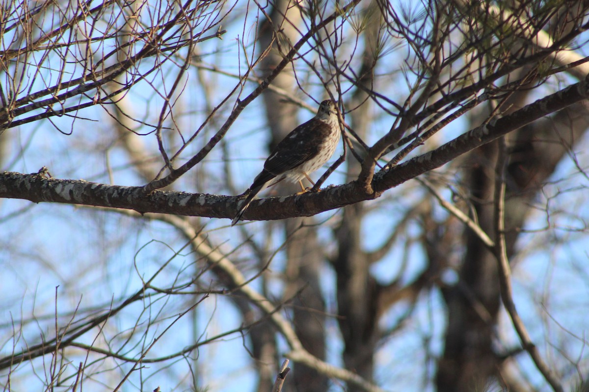 Sharp-shinned Hawk - ML525825991