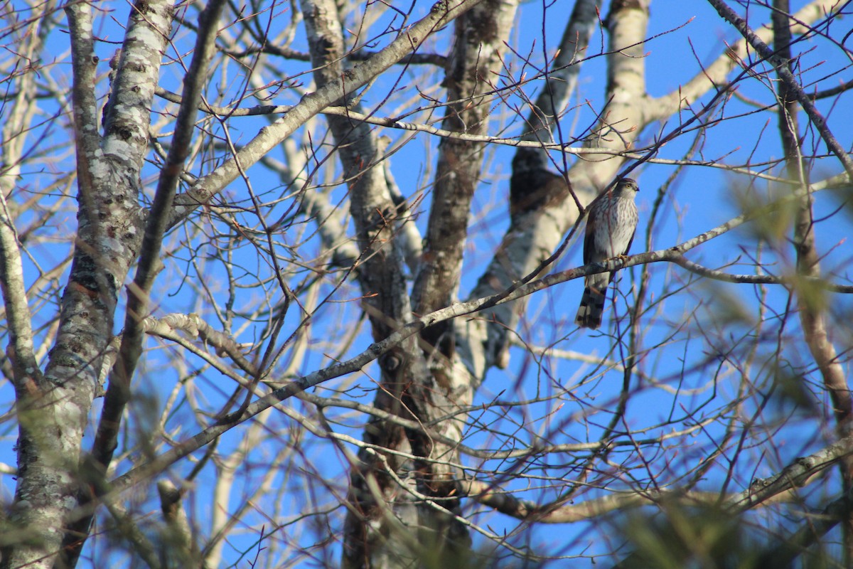Sharp-shinned Hawk - ML525826001