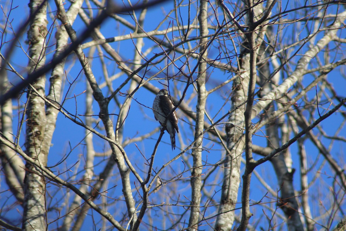 Sharp-shinned Hawk - ML525826011