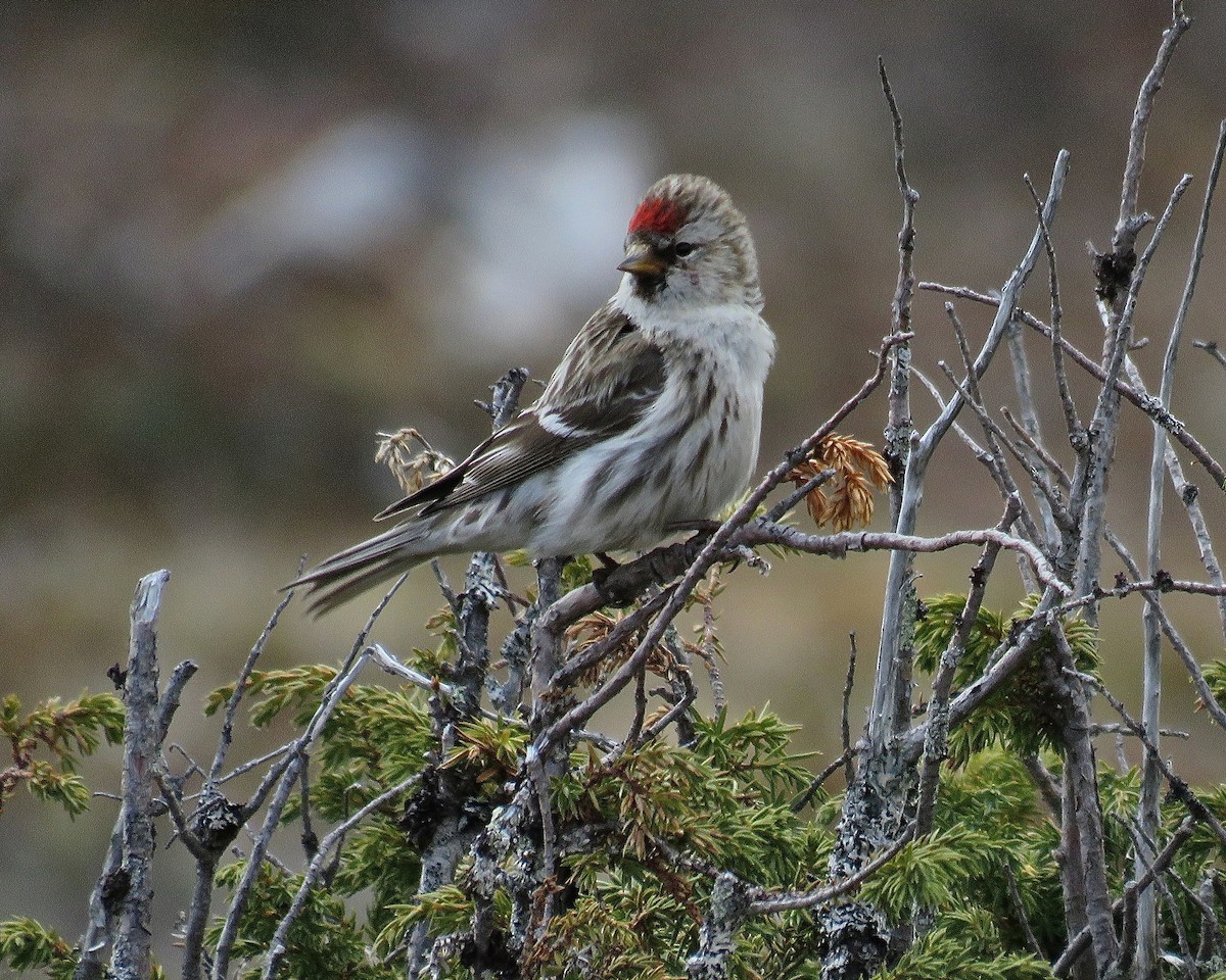 redpoll sp. - ML525826061