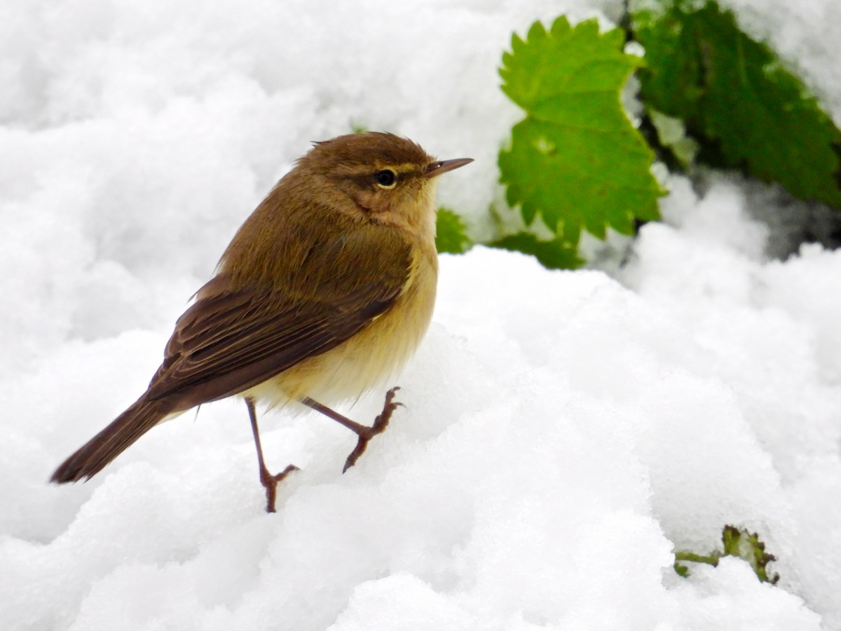 Common Chiffchaff - ML525826651