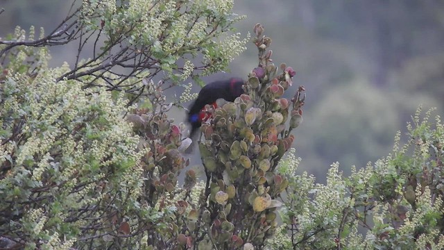 Scarlet-bellied Mountain Tanager - ML525826891