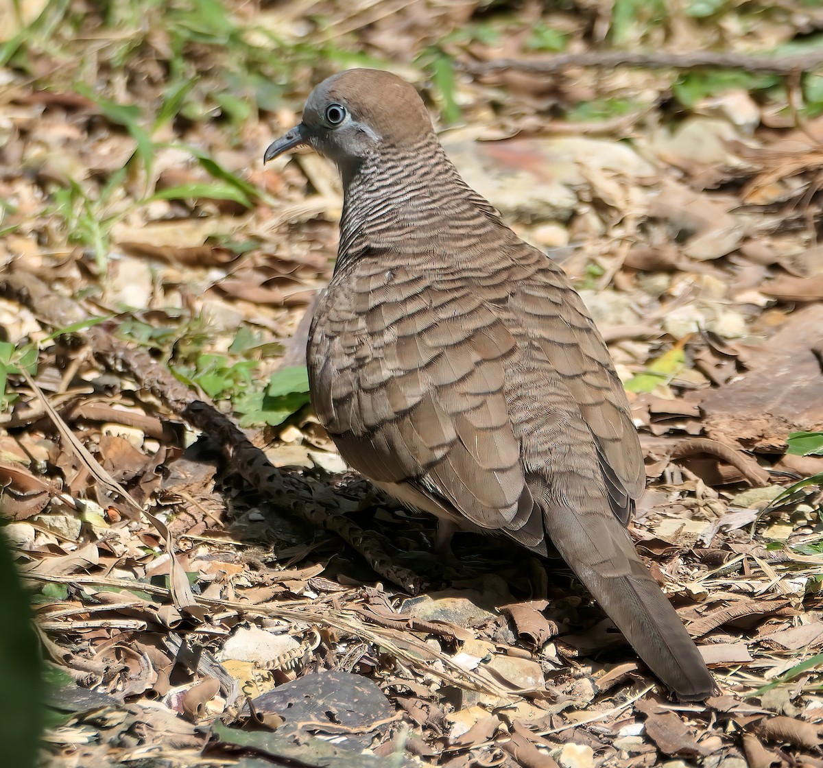 Zebra Dove - ML525826971