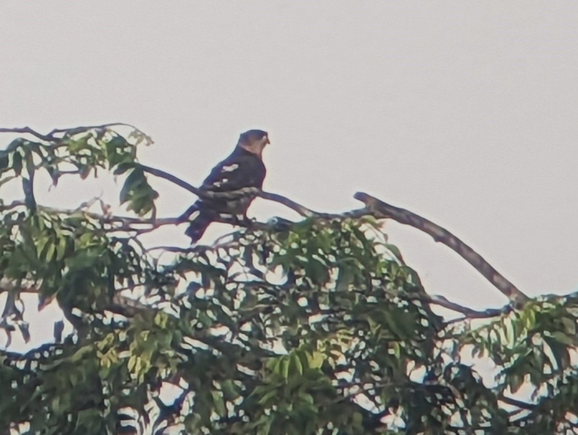 African Cuckoo-Hawk - ML525827241