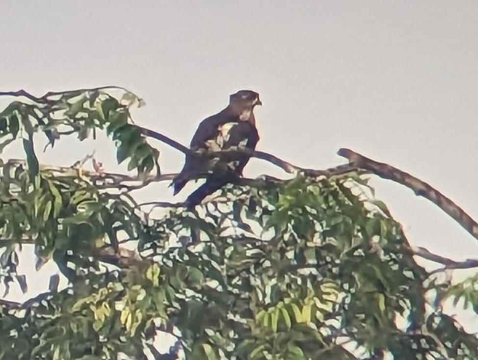 African Cuckoo-Hawk - ML525827261