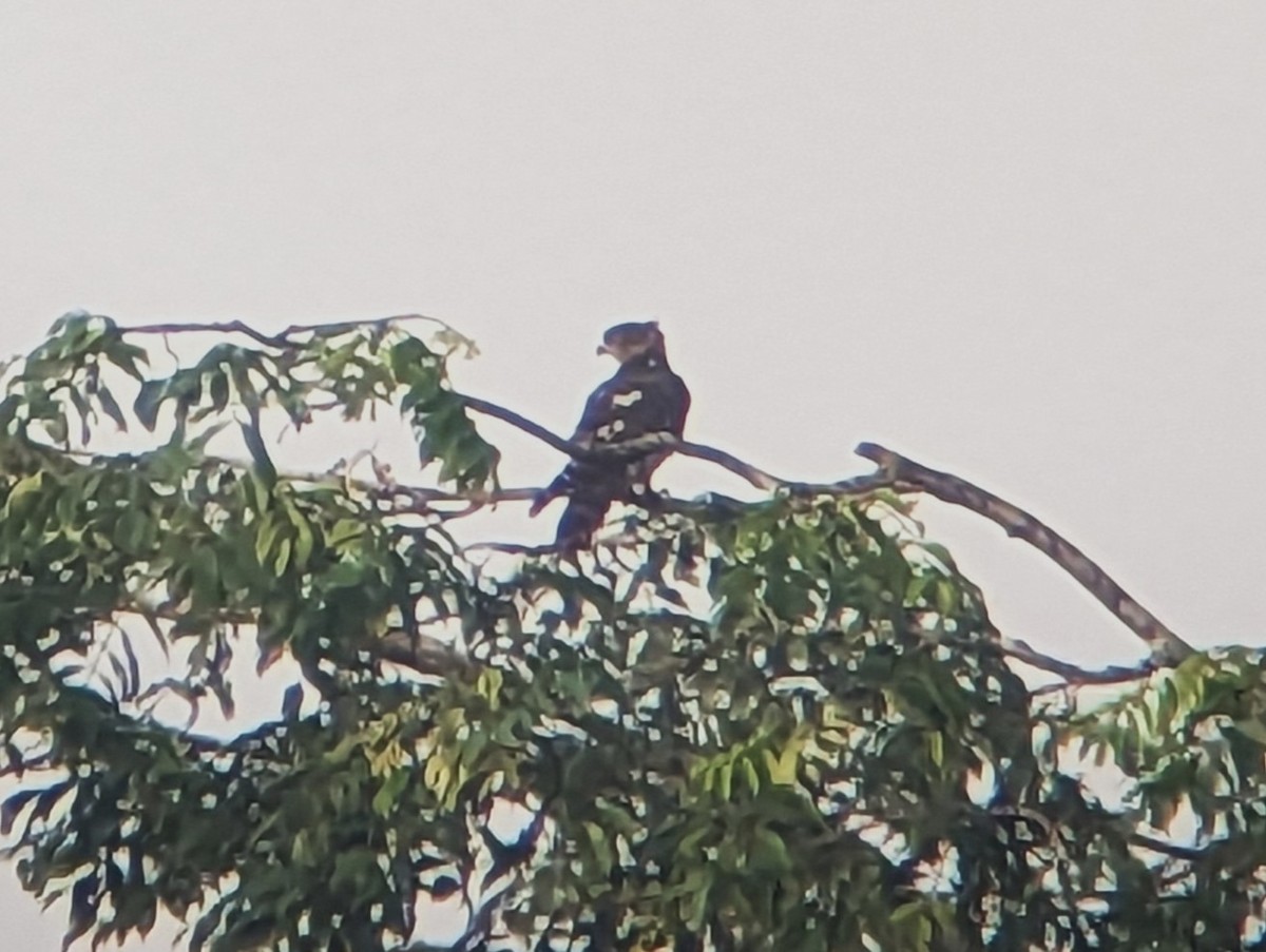 African Cuckoo-Hawk - ML525827271