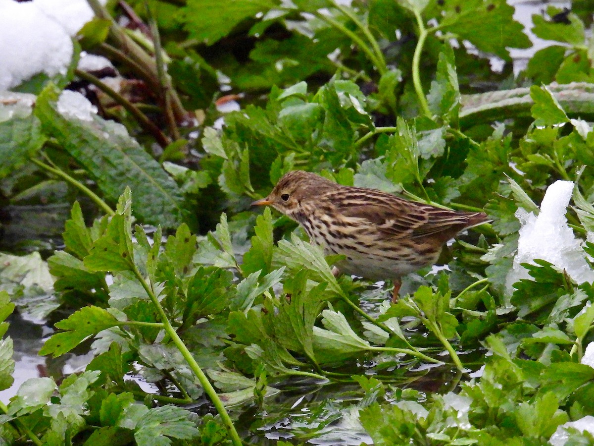 Meadow Pipit - ML525827691