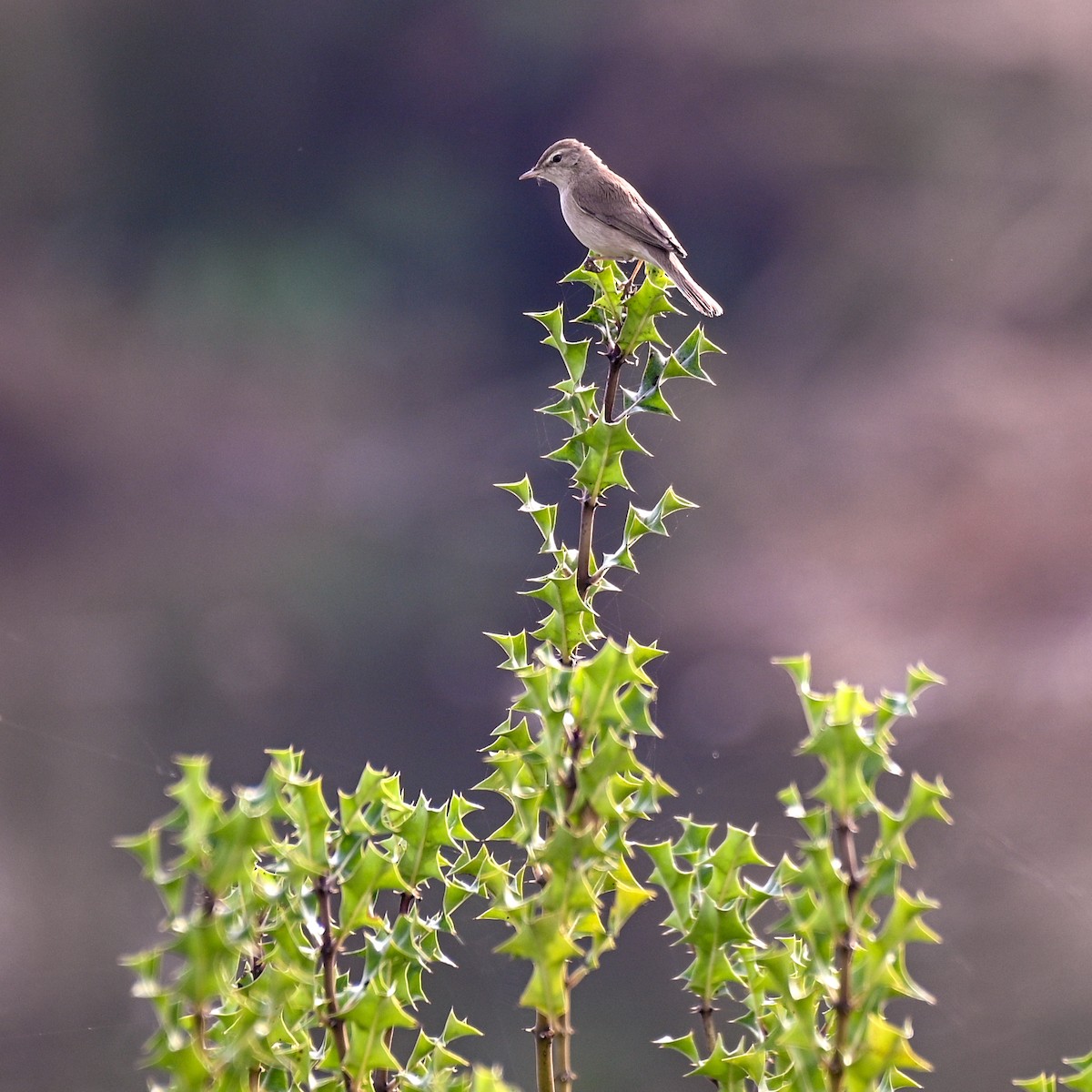 Booted Warbler - ML525827821