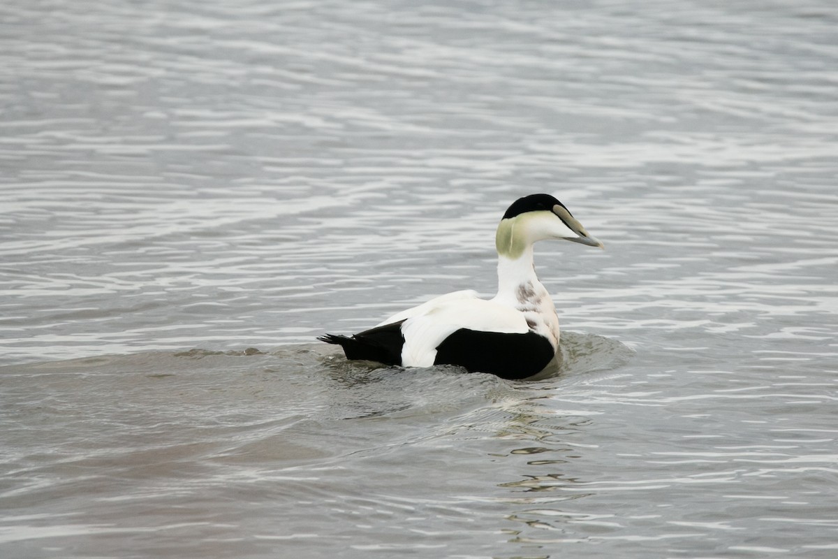 Common Eider - ML525827911