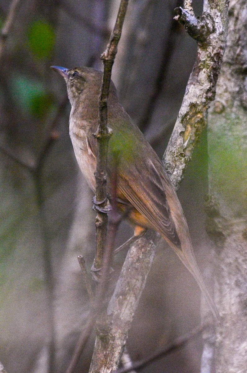 rákosník hlučnohlasý - ML525828471