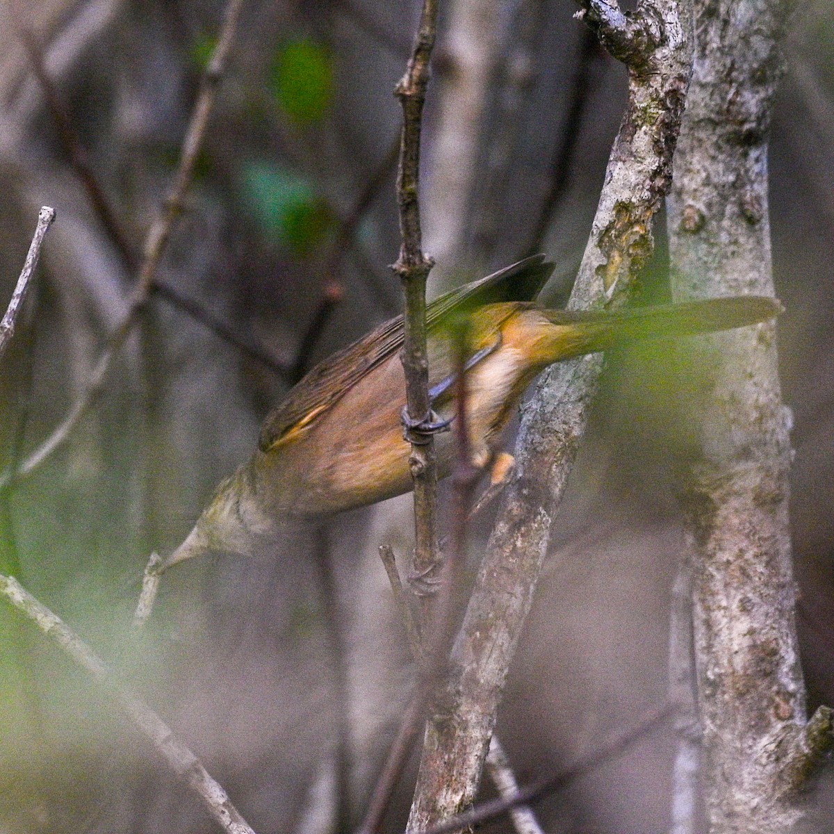 Clamorous Reed Warbler - bijumon ke
